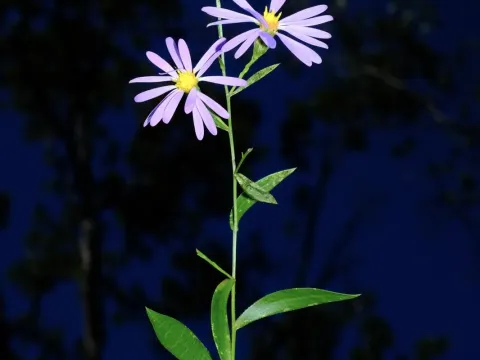 Symphyotrichum turbinellum