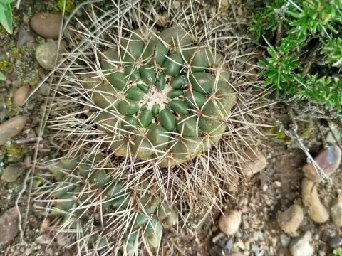 Neowerdermannia