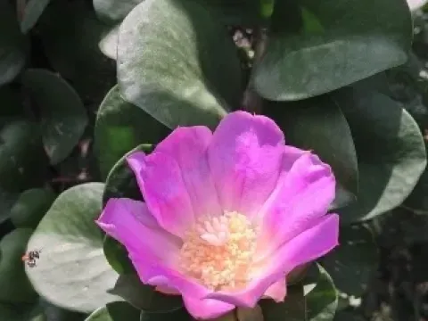 Rhodocactus