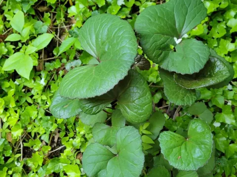 Ligularia