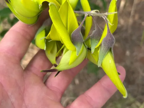 Crotalaria agatiflora