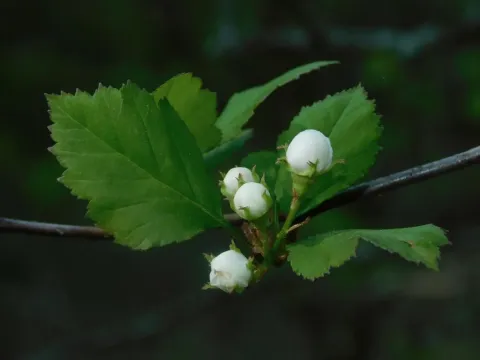 Crataegus intricata