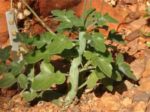 Бакулеллум