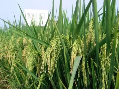 Hybrid rice