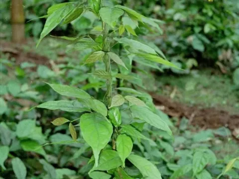 Gnetum africanum