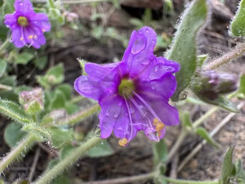 Mirabilis laevis