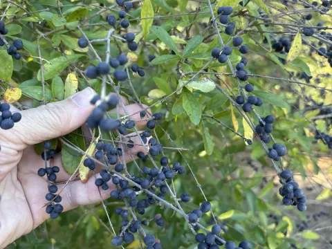 Бирючина
