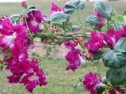 Imperial Morning Glory