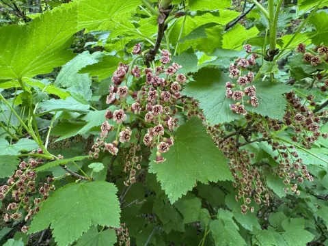 Bieberstein currant