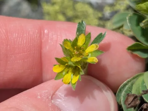 Sibbaldia parviflora