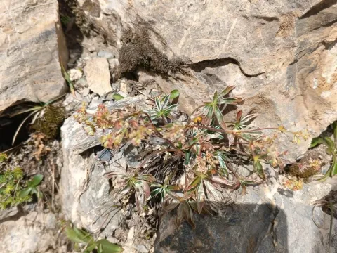Silk lady's mantle