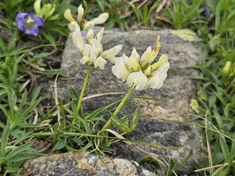 Multi-leaved clover