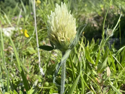 Hairy-head clover