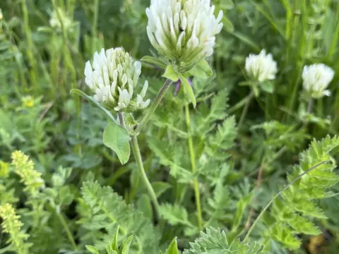 Grey clover
