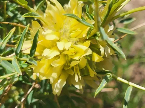 Golden milkvetch