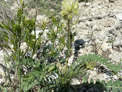 Astragalus fragrans