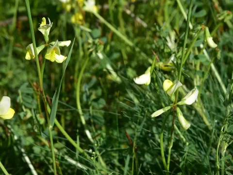 В'язіль Баланси