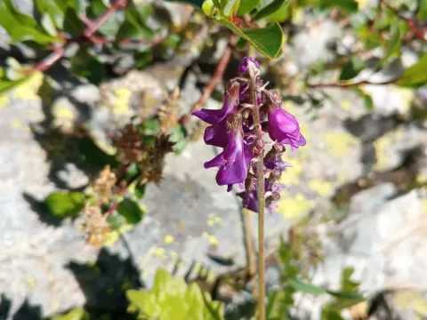 Caucasian sainfoin
