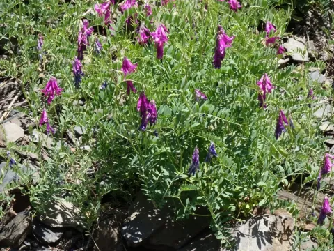 Mountain vetch