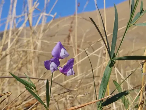 Чина синя