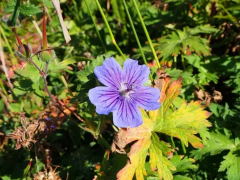 Geranium gymnocaulon