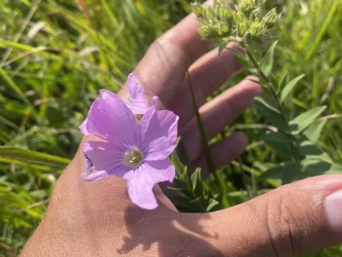 Hypericifolium flax