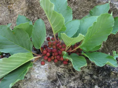 Small-fruited buckthorn
