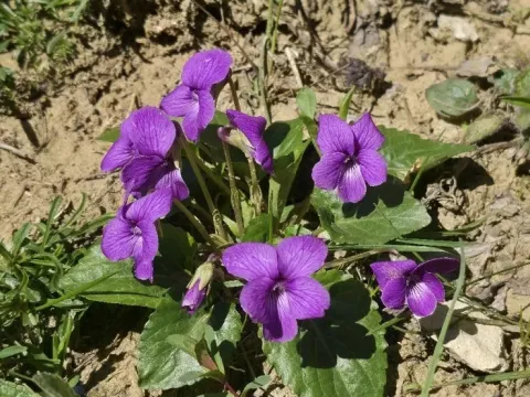 Viola somchetica