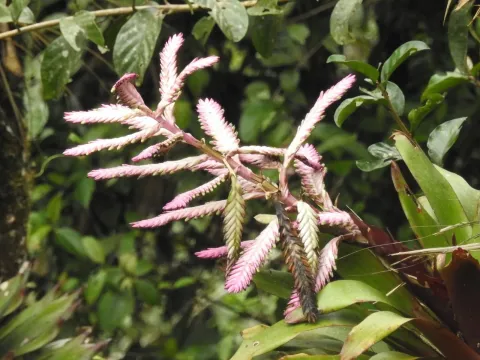 Barfussia