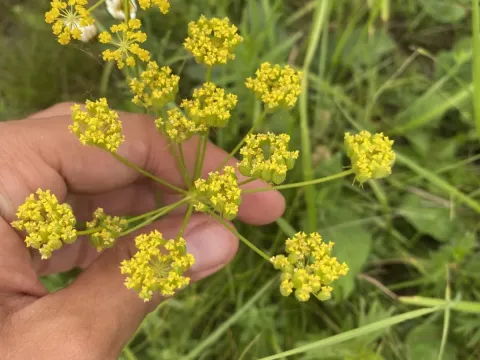 Пастернак армянский