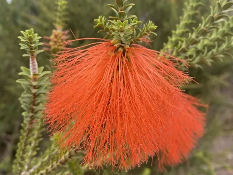 Sparse-leaved melaleuca