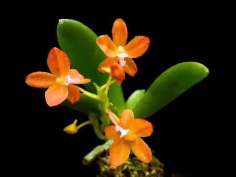 Ceratocentron