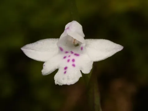 Cynorkis