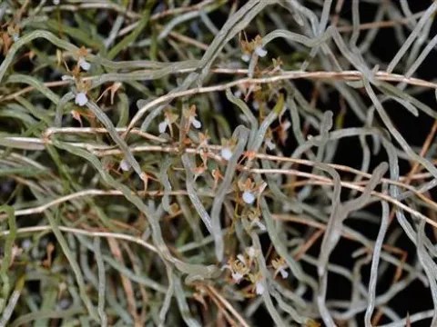 Microcoelia
