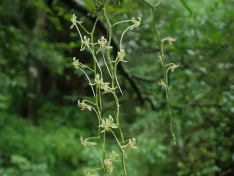 Mystacidium
