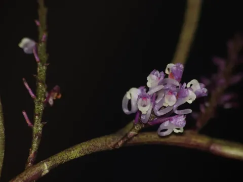 Schoenorchis