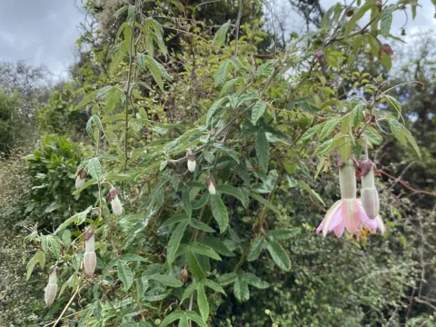 Passiflora pinnatistipula