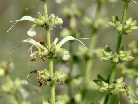 Salvia staminea