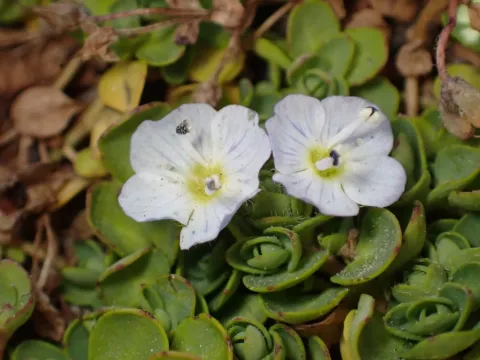 Veronica telephiifolia