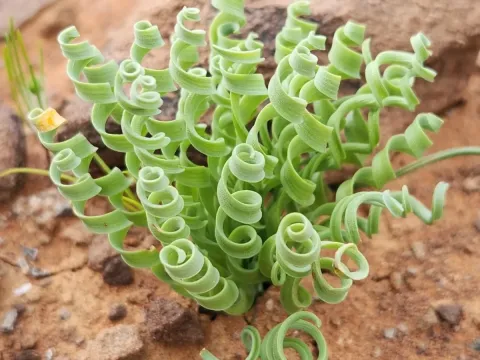 Albuca concordiana