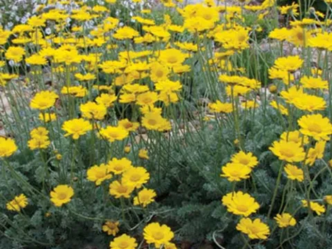 Anthemis marschalliana