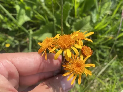 Senecio caucasigenus