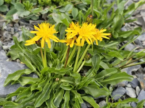 Steven's Dandelion