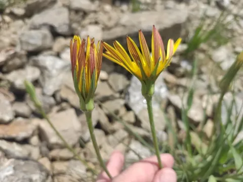 Reticulated salsify