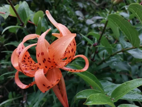 Lily