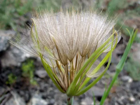 Salsify