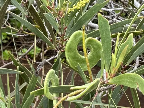 Acacia spirorbis