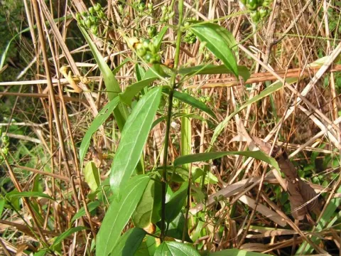 Clerodendrum formicarum