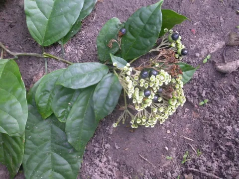 Clerodendrum volubile