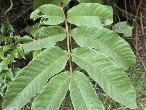 Diploglottis